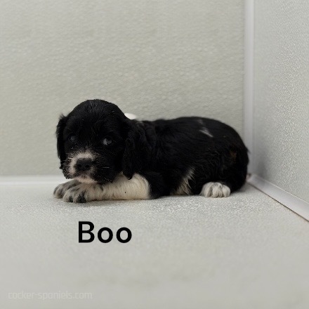 puppy, for, sale, Cocker Spaniel, Joe & Cherri  Overlease, dog, breeder, Miller, MO, dog-breeder, puppy-for-sale, forsale, nearby, find, puppyfind, locator, puppylocator, aca